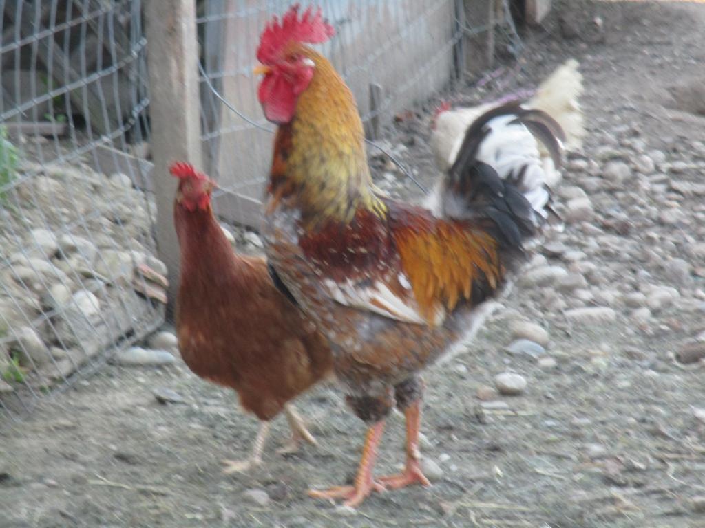 Stefflhof Villa Gabersdorf Dış mekan fotoğraf
